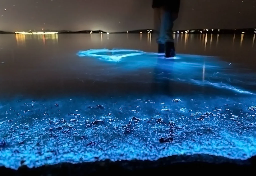 Fenomeno di bioluminescenza marina sulla spiaggia dell'isola di Vaadhoo, con plancton luminoso che illumina la battigia di blu.