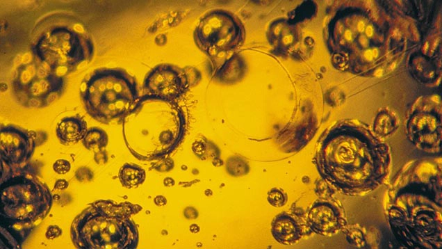 Bolle di gas interne nell’ambra