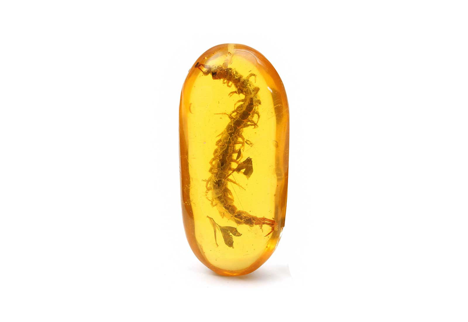Cabochon allungato di ambra con inclusione interna