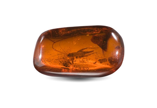 Cabochon di ambra lucidato con insetto incluso