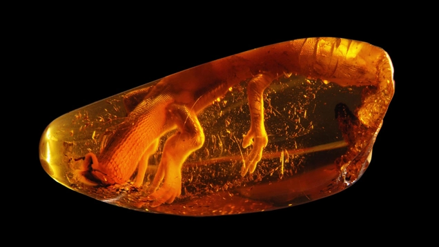 Ambra retroilluminata con lucertola inclusa