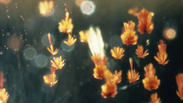 Inclusioni nel citrino osservate al microscopio