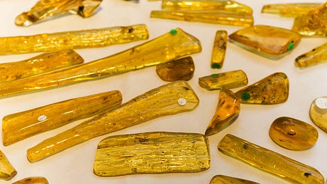 Frammenti gialli di copal per confronto con ambra