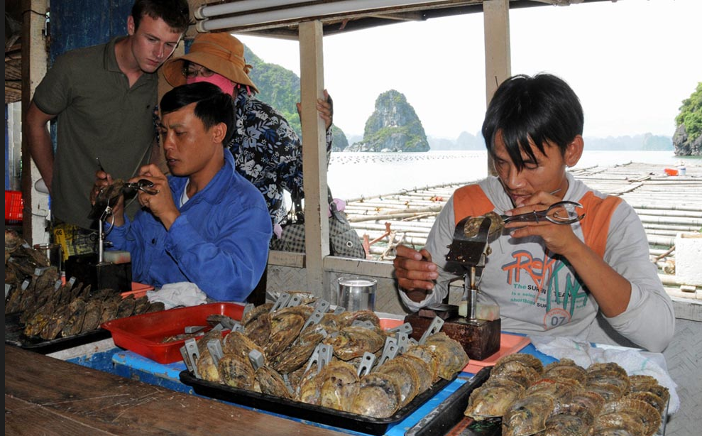 Allevamento di molluschi perliferi in acqua dolce e salata