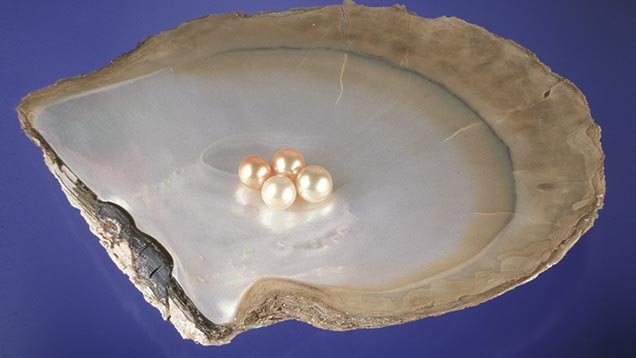 Conchiglia Pinctada maxima a labbro dorato