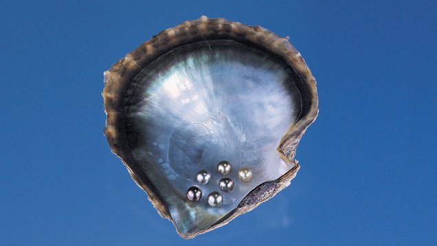 Mollusco a labbro nero per perle di Tahiti